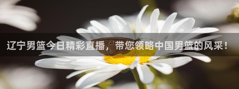 下载松鼠电视直播：辽宁男篮今日精彩直播，带您领略中国男篮的风采！